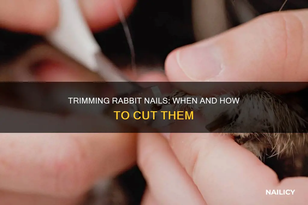 what to do if rabbits nails are too long