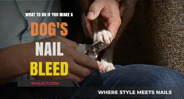 Quick Fix for Bleeding Dog Nails: Calm, Care, and Prevent