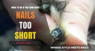 How to Treat and Soothe Your Dog's Over-Trimmed Nails