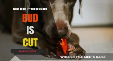 Treating Your Dog's Injured Nail: Quick Home Care Tips