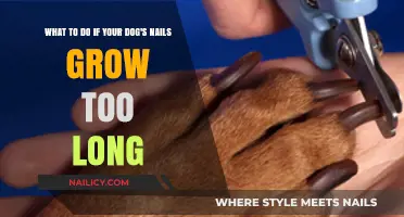 Trimming Dog Nails: When to Cut and How to Cope