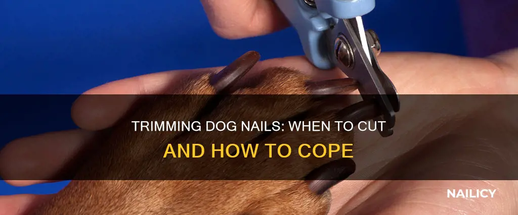 what to do if your dog