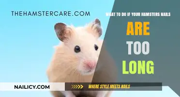 Trimming Hamster Nails: When and How to Cut Them
