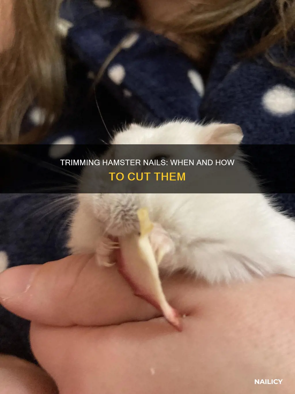 what to do if your hamsters nails are too long