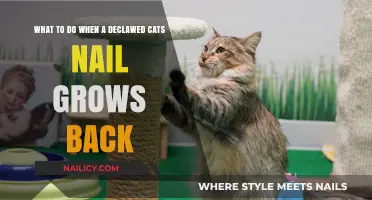 How to Care for a Declawed Cat's Regrown Nails