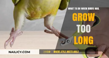 Trimming Nails: A Bird's Health Guide