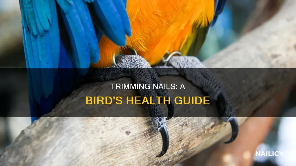 what to do when birds nail grow too long