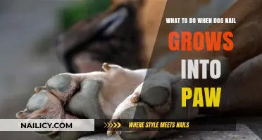 How to Treat Your Dog's Ingrown Nail?