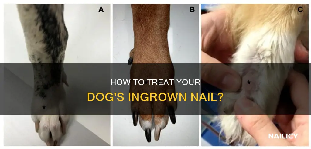 what to do when dog nail grows into paw