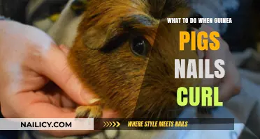 Curled Guinea Pig Nails: Causes, Prevention, and Safe Trimming Tips
