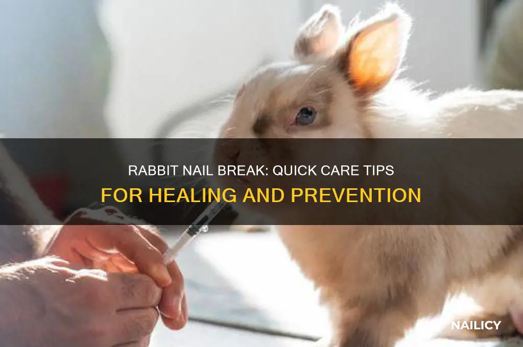 what to do when rabbit nail break