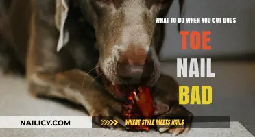 How to Treat Your Dog's Injured Toe Nail