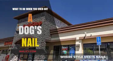 Quick Action Steps When You Over-Clip Your Dog's Nails