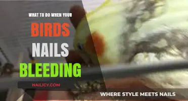 Emergency Care for Bleeding Bird Nails: Quick Steps to Help Your Pet