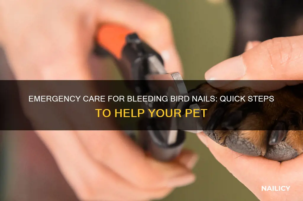 what to do when your birds nails bleeding