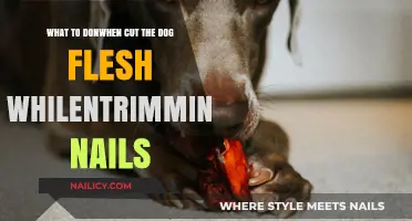 Trimming Dog Nails: What to Do If You Cut Flesh