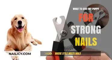 Nourish Your Puppy's Paws: Best Tips for Strong, Healthy Nails