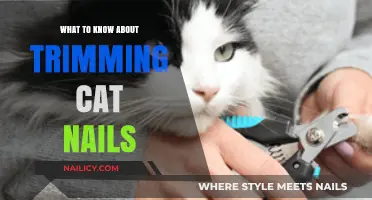 Trimming Cat Nails: What You Need to Know