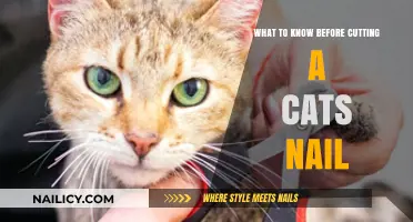 Cat Claw Clipping: What You Need to Know