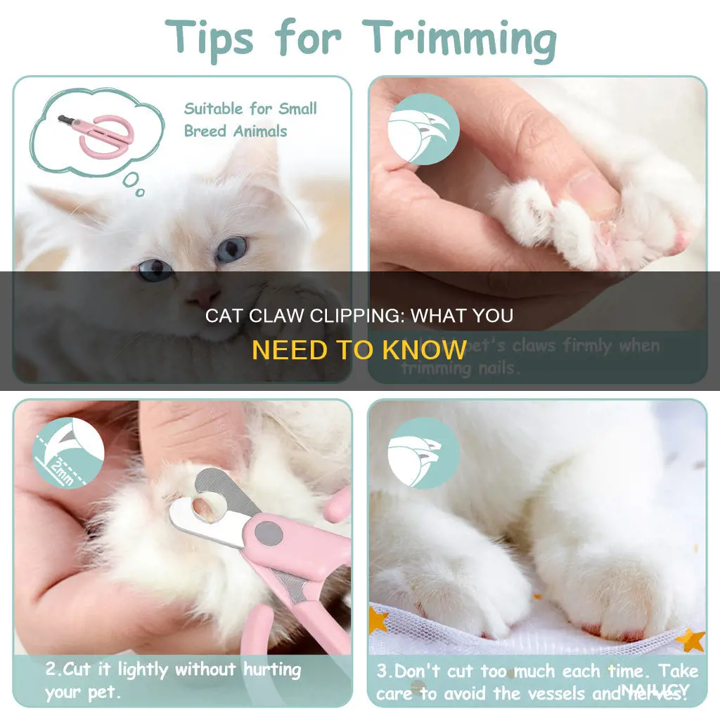 what to know before cutting a cats nail