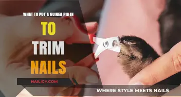 Trimming Your Guinea Pig's Nails: The Right Way