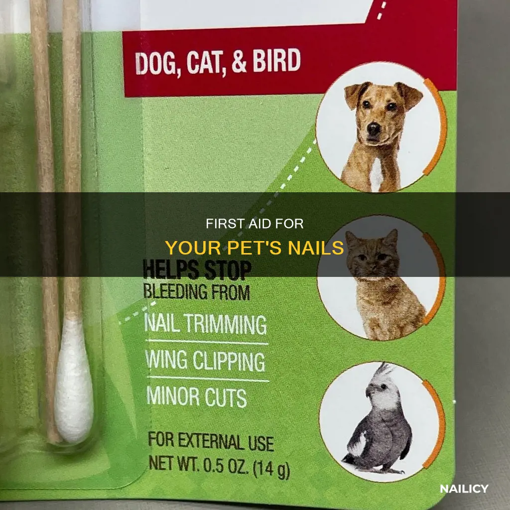 what to put on animal nail if cut to short