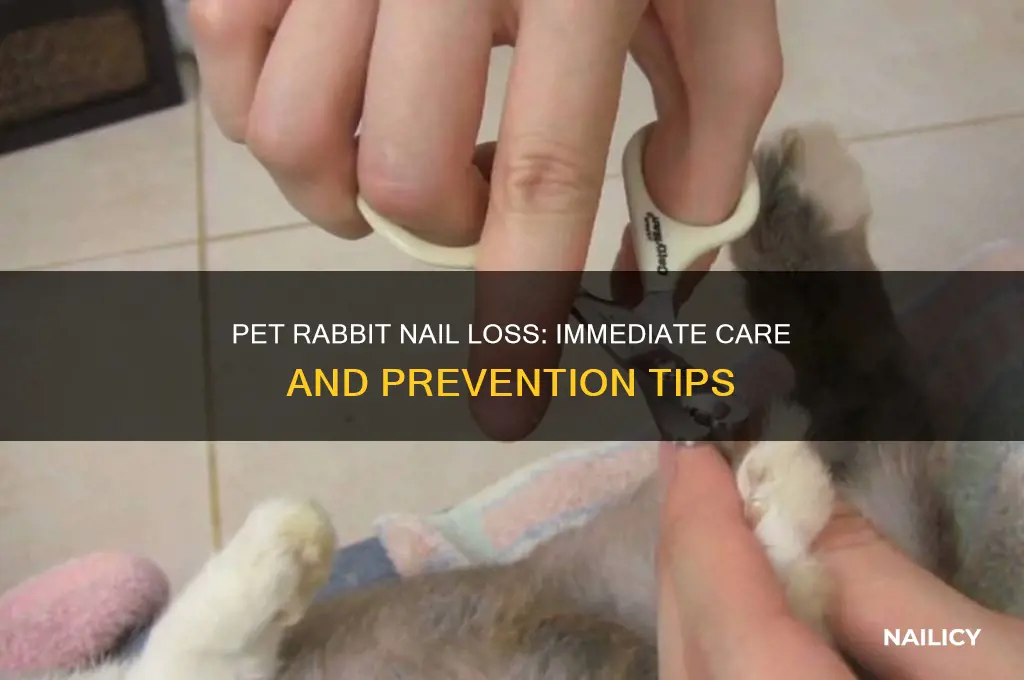what tobdonif pet rabbit nail comes off