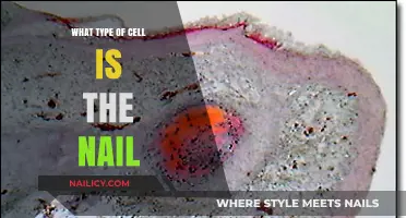 Understanding Nail Composition: Exploring the Cell Type Behind Nail Structure