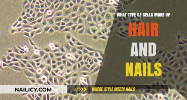 Keratinocytes: The Specialized Cells Behind Hair and Nail Growth