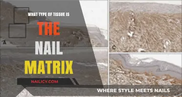 Understanding the Nail Matrix: The Epithelial Tissue Behind Nail Growth