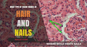 Keratinized Epithelial Tissue: The Building Block of Hair and Nails
