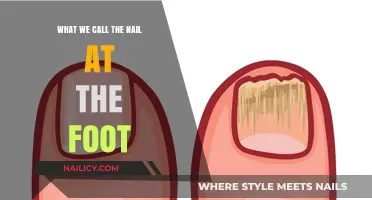 Understanding the Anatomy: What We Call the Nail at the Foot