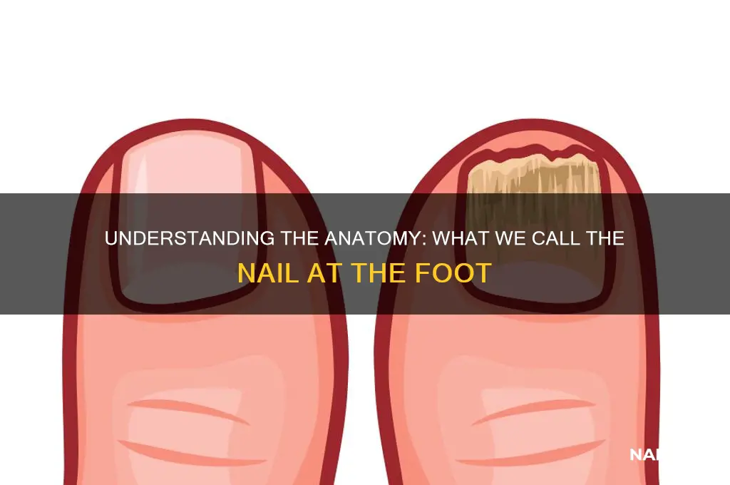 what we call the nail at the foot
