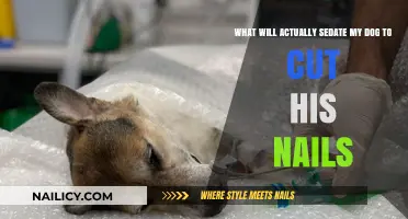Sedating Your Dog for Nail Clipping: Safe Options