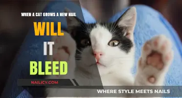 How Cat's Nail Growth Can Cause Bleeding
