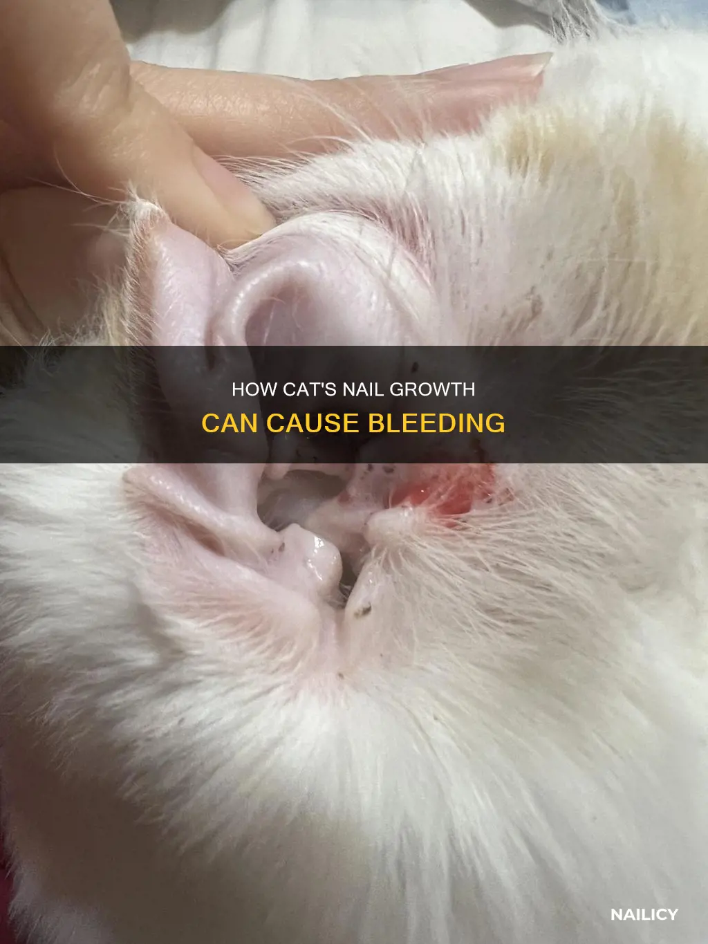 when a cat grows a new nail will it bleed