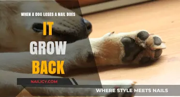 Canine Nail Loss: Do Dog's Nails Grow Back?