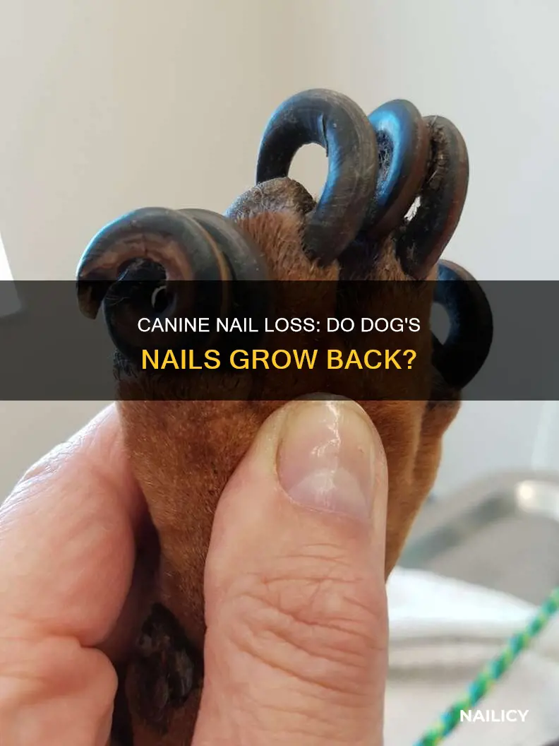 when a dog loses a nail does it grow back