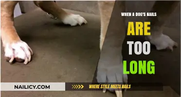 Long Nails: A Painful Problem for Dogs