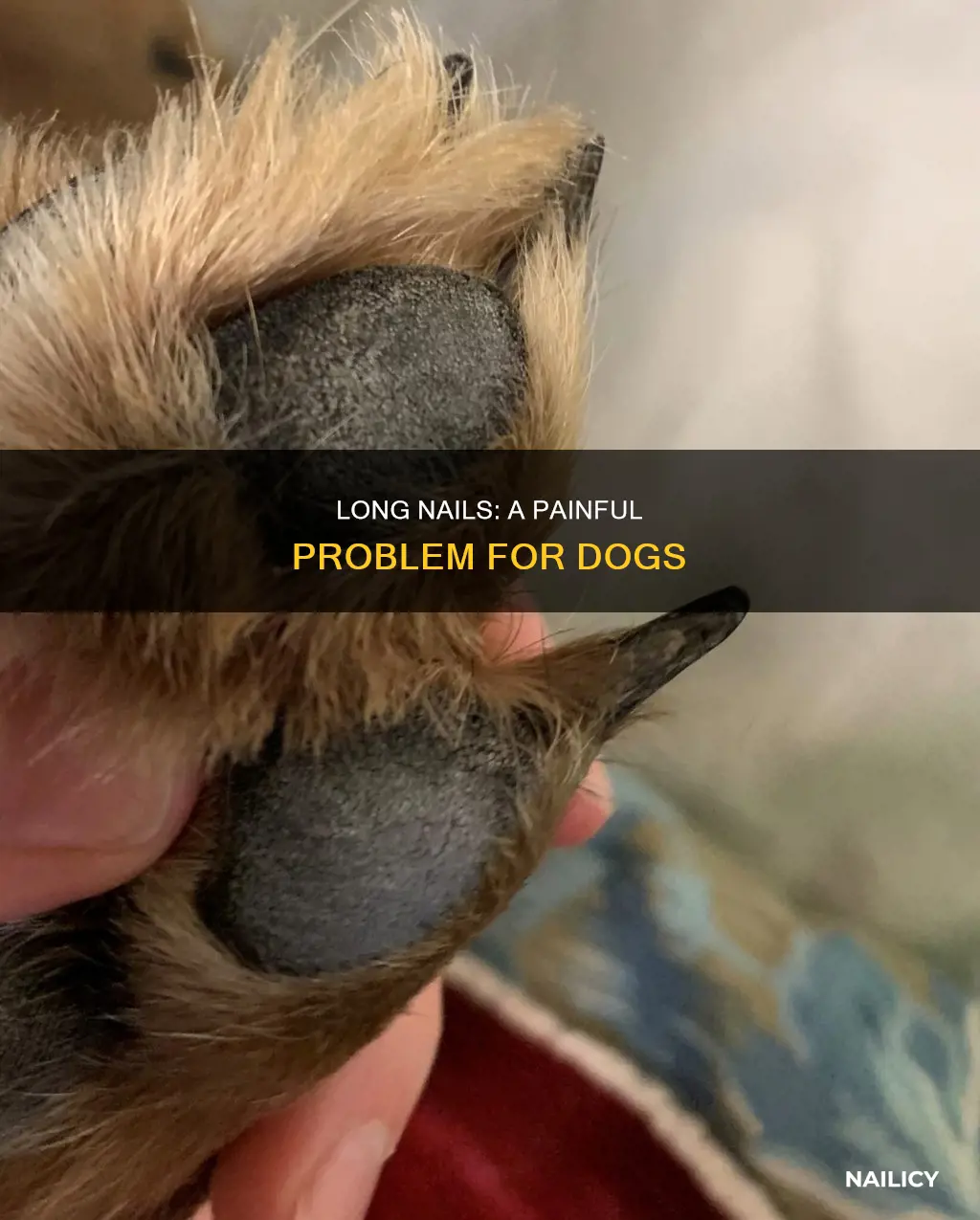 when a dog