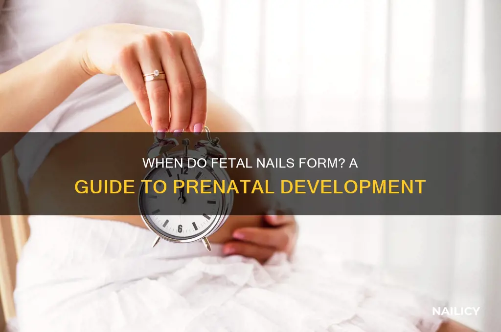 when a fetus develops nails