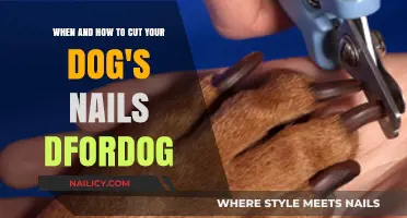 Dog Nail Clipping: When and How to Trim Safely