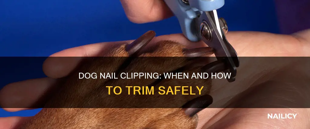 when and how to cut your dog