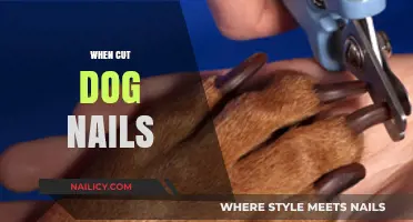 How Often to Cut Your Dog's Nails?