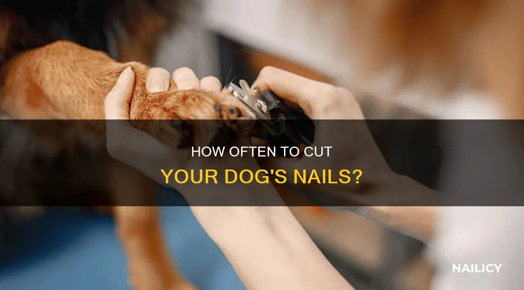 when cut dog nails