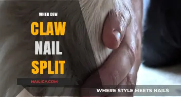 Dew Claw Nail Split: Causes, Care, and Prevention Tips