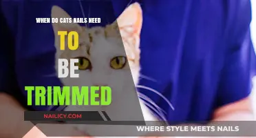Trimming Cats' Nails: How Often and When to Cut?