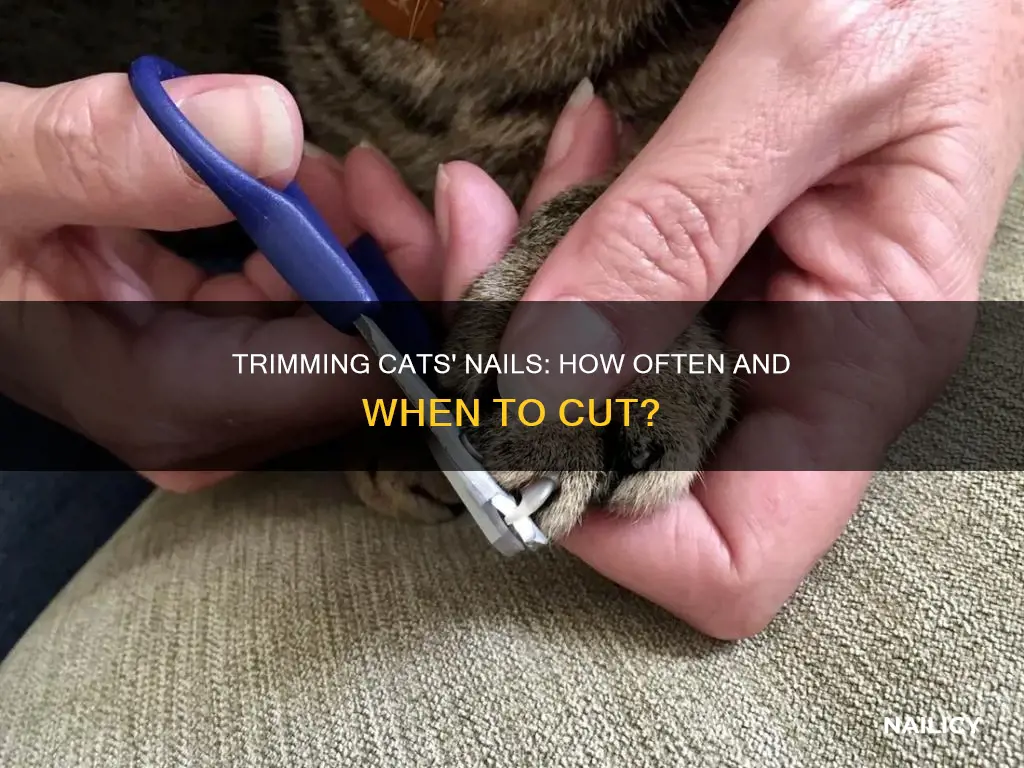 when do cats nails need to be trimmed