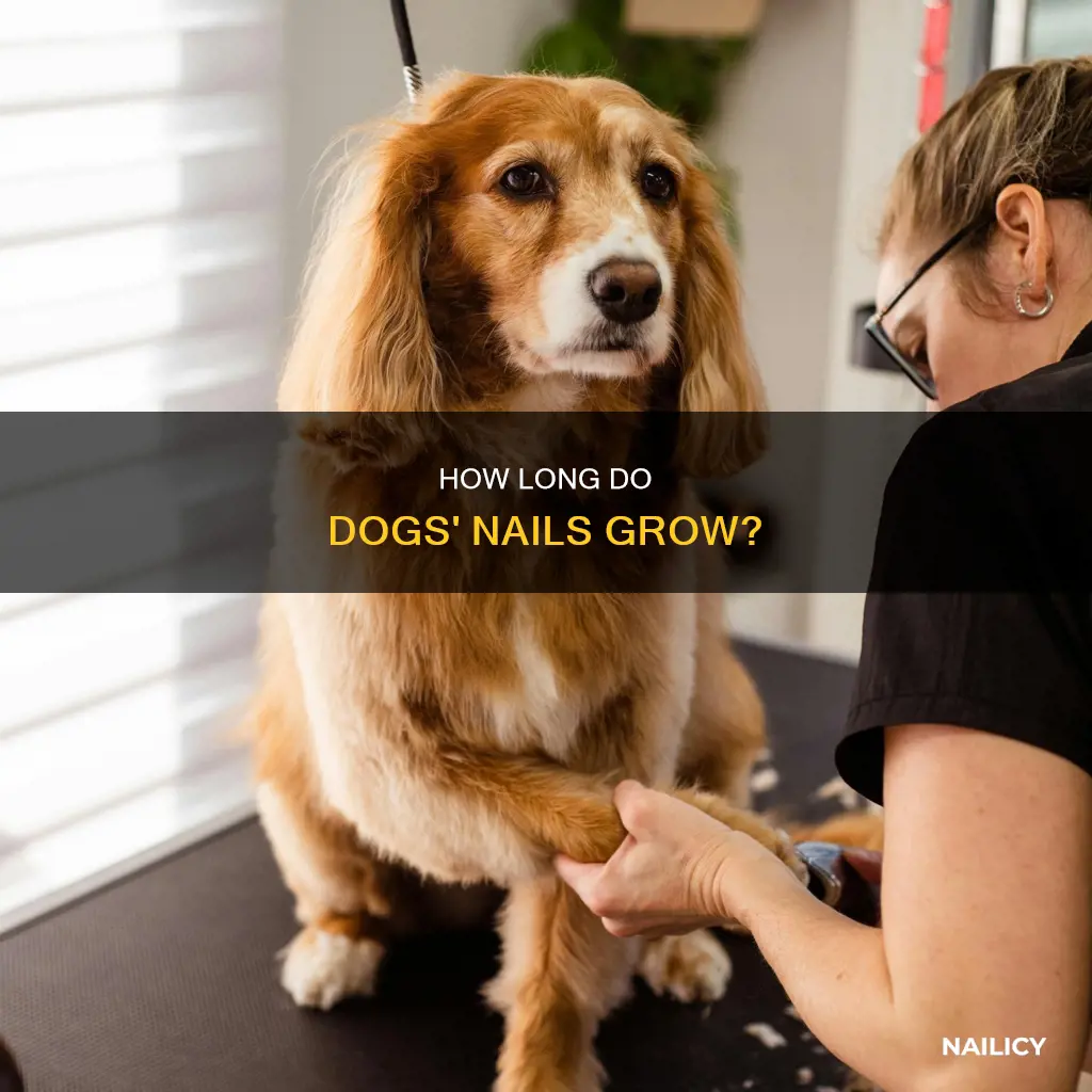 when do dogs nails stop growing so fast