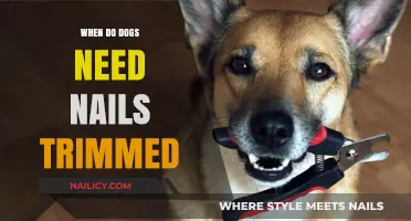 How Often Should You Trim Your Dog's Nails?